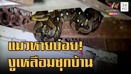 ข่าวเที่ยงอมรินทร์ | โมโหแมวหายบ่อย รื้อบ้านเจองูเหลือม 5 เมตรซุกคานบ้าน | 31 ส.ค.65