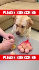 funny dog ❣️and monkey both of you #shorts #short#funnyanimals