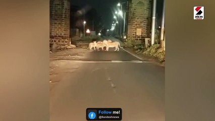 Video: જુનાગઢના રહેણાક વિસ્તારમાં રોડ ઉપર 4 સિંહોએ રસ્તો રોક્યો