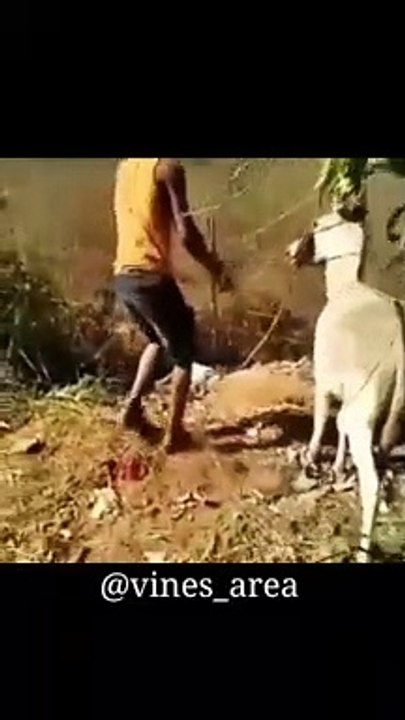 Funny Compilation video must watch 