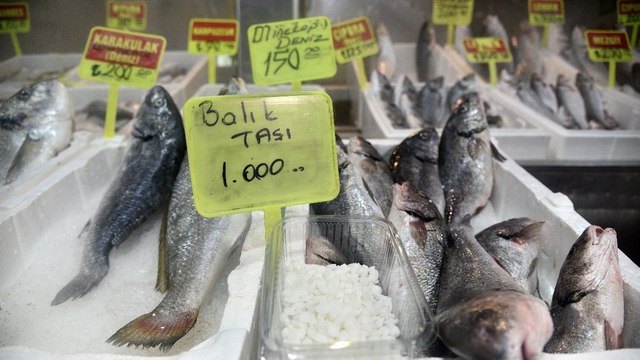 Balığın kafasındaki taşın fiyatını duyan şaştı kaldı