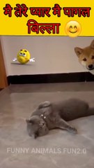 Try not to laugh animals - Funniest Cats And Dogs Videos