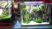 Aquascape - aquarium bikin betah.... Asli....