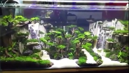 Aquascape _ bikin ikan betah dengan tema pemandangan dua air terjun