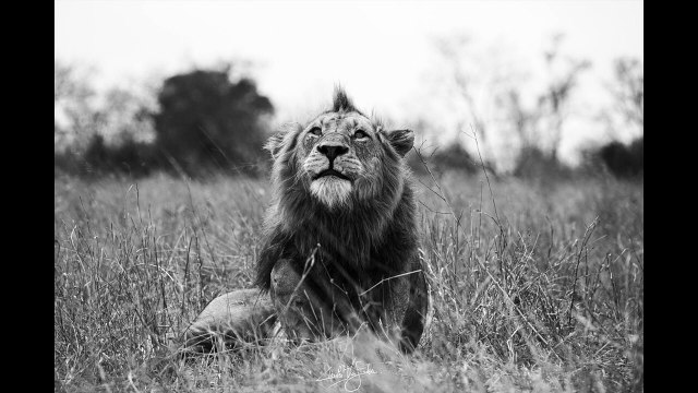 Red Road Male vs 3 Tintswalo males _ Photo Gallery #1 _ Injuries of the 2 Tintswalo males