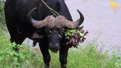 Split nose Nyaka pan MALE LION WALKING AROUND WITH A ZEBRA'HEAD