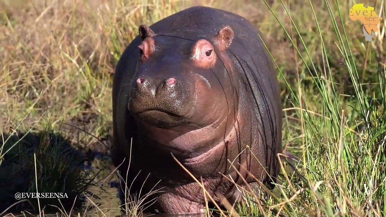 Big MALE LION feeding with his cubs
