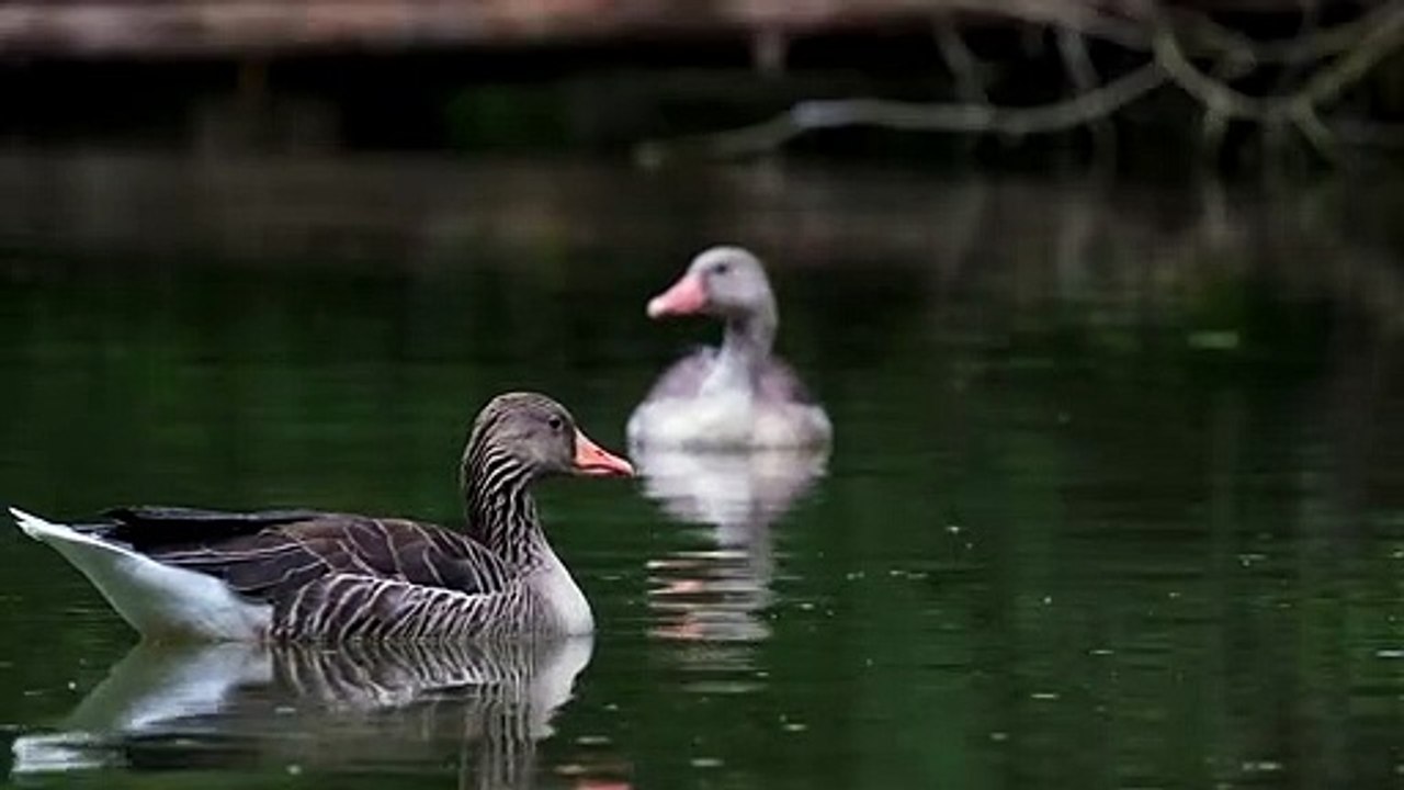 Greylag Goose - 129919