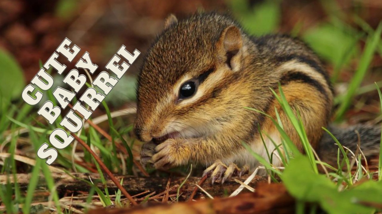 Cute Baby Squirrel Sounds | Squirrel Sound By Kingdom of Awais