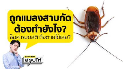 ถูกแมลงสาบกัด อาการรหนัก หมดสติ ถึงตายได้เลยหรอ? ต้องปฐมพยาบาลยังไง l SPRiNGสรุปให้