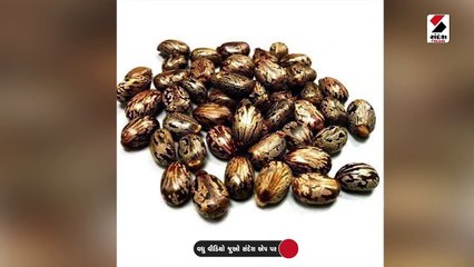 મહેસાણા ગંજ બજારમાં શરૂ થયો મંદીનો માહોલ, દિવેલાની 714 બોરીની આવક