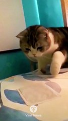 #funniest#videoshorts#cutest #cats and #crazy #dogs #2022