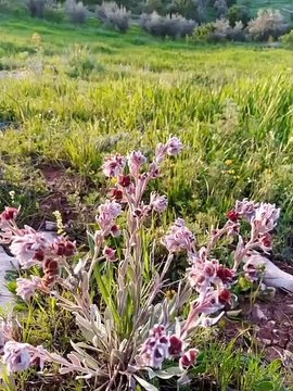 ait bou Ali ايت بو علي