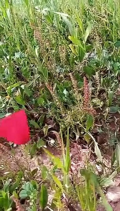 ait bou Ali ايت بو علي 1