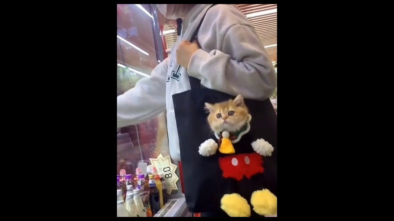 I thought at first it was just a bag with a picture of a cat