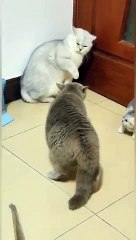 Cat_is_Funny_#shorts(360p)