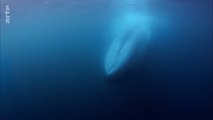 Curiosités animales : Alimentation par filtration - la baleine bleue et le flamant rose