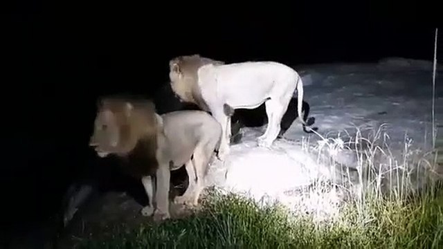 African Bush Kingdom,Lion,Save Animals Life,lion in forest hunting, the lion in the forest goes roar, catching lion in forest, lions are sitting on a sled, lion hunter killed by lion, lion roar in forest, lion in forest fight, lion roar sound in forest,