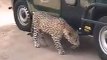 Leopards and Crocodile shared a meal until the massive reptile decided that enough is enough