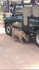 Leopards and Crocodile shared a meal until the massive reptile decided that enough is enough