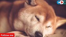 Relaxing Lullaby for Dogs & Puppies, Dog Sleep Music,Calming Dog Music, Lullaby for Dogs