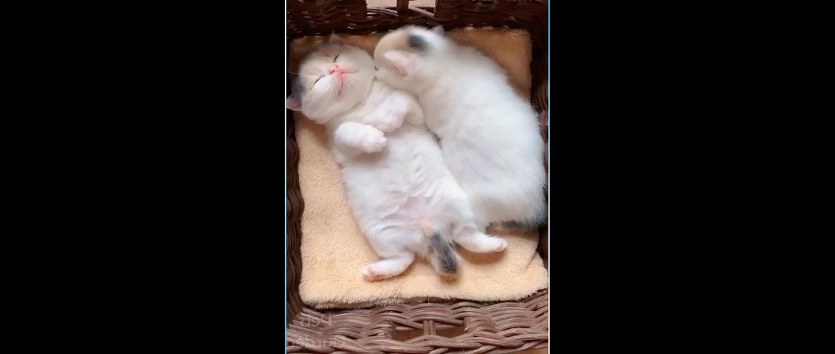 Cat moment catcher
