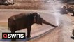 Adorable baby elephant creates sprinkler with its trunk and douses itself to cool off