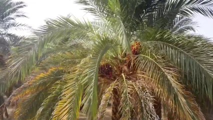 موسم زراعي مهدد بسبب السيول المدمرة في السودان