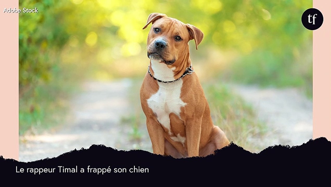 Le rappeur Timal frappe son chien et suscite l'indignation