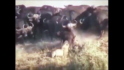 Ozzy Man & Mozza Commentate Battle at Kruger