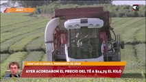 Ayer acordaron el precio del té a $14,75 el kilo