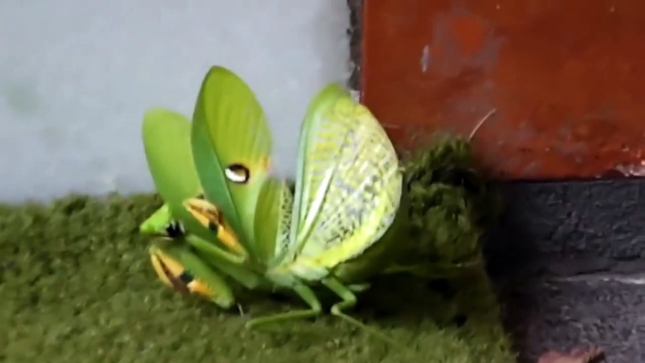 Ozzy Man Reviews Mantis vs Cat