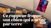 Le rappeur Timal se filme en train de frapper son chien, l'animal saisi