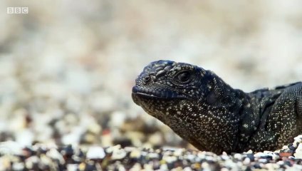 Ozzy Man Reviews Iguana vs Snakes - Planet Earth 2