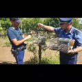 Operazione antibracconaggio a Corigliano Rossano: sequestrati 19 uccelli di specie protetta