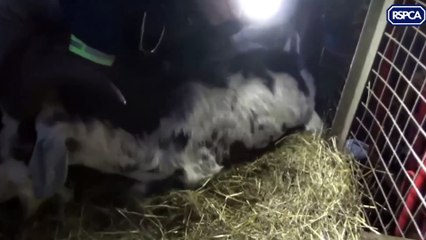 200 animals kept on land with some standing on up to 3ft of faeces