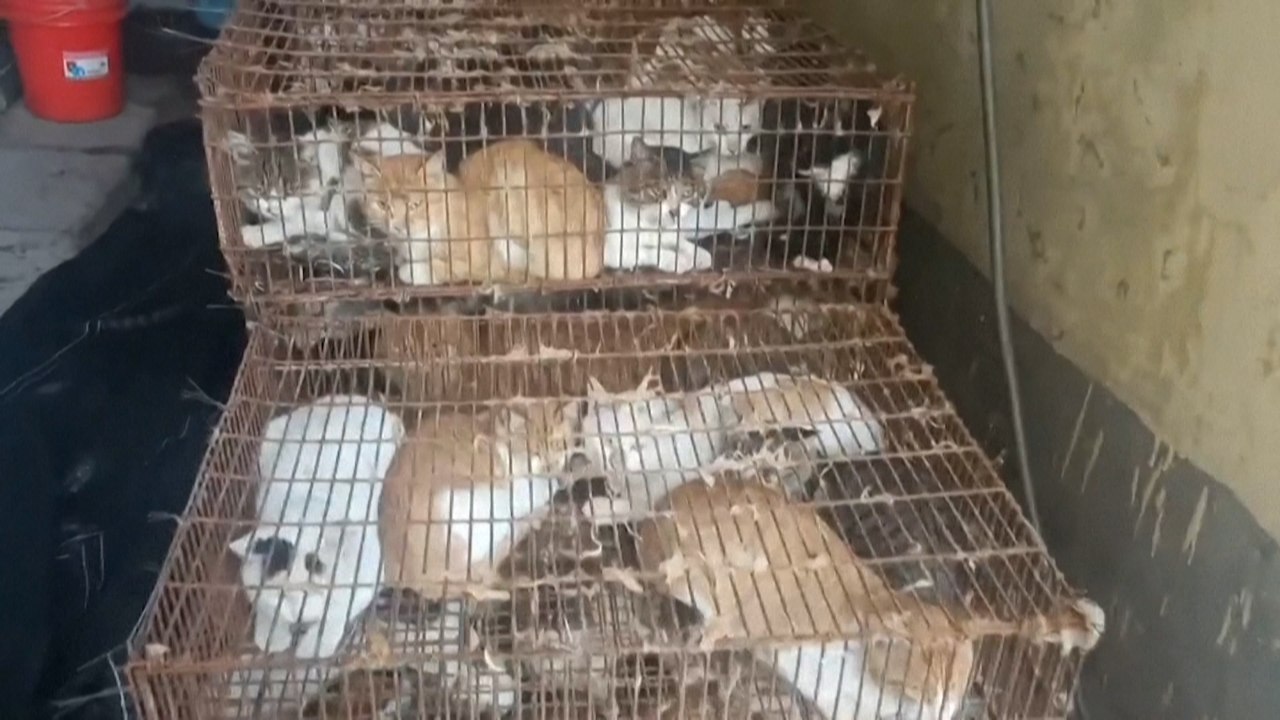 Plus de 150 chats sauvés de la casserole en Chine