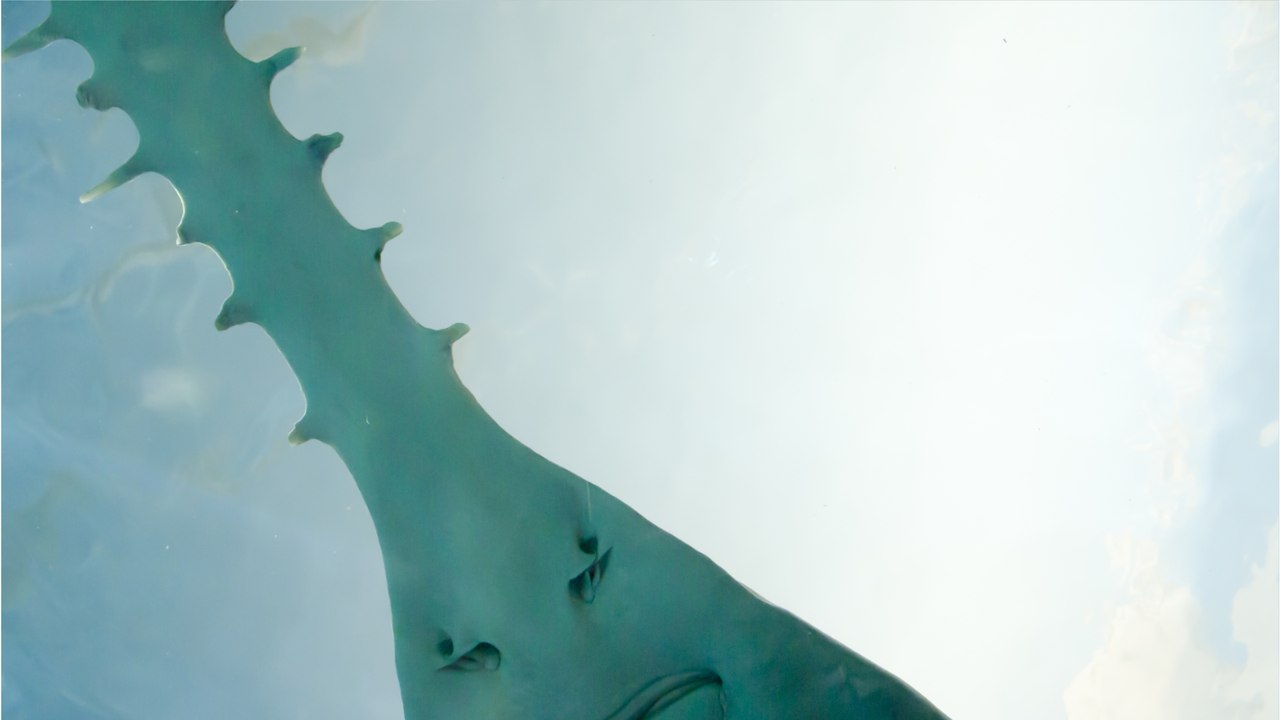 Comment les dents sont-elles apparues ? Les restes fossilisés d'un poisson-scie du Crétacé nous en apprennent plus