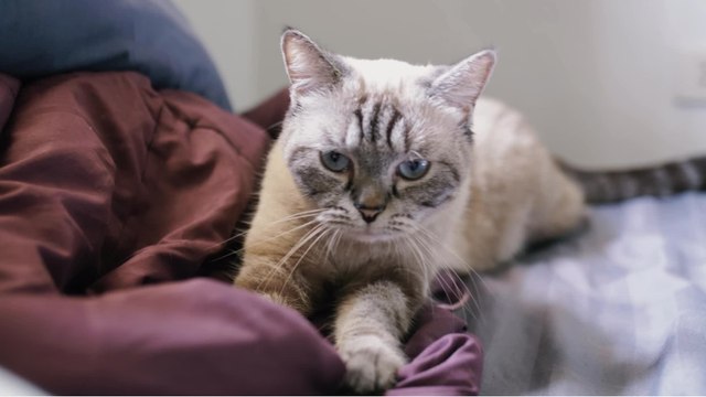 Is your cat kneading you? This is what they’re trying to express through these weird movements