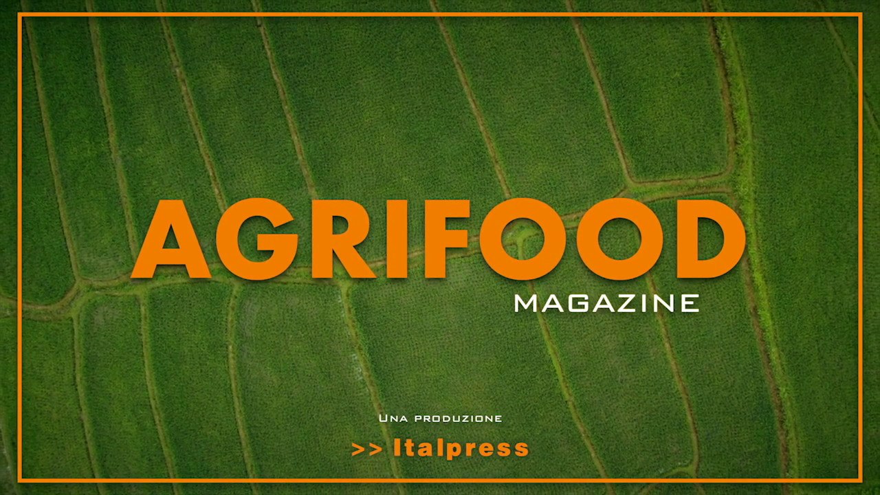 Agrifood Magazine - 31/8/2022