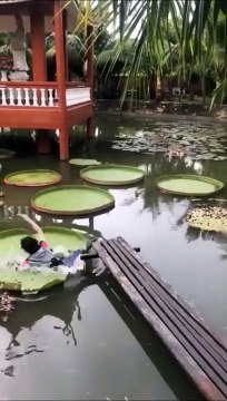 Elle veut marcher sur un nénuphar géant... Raté