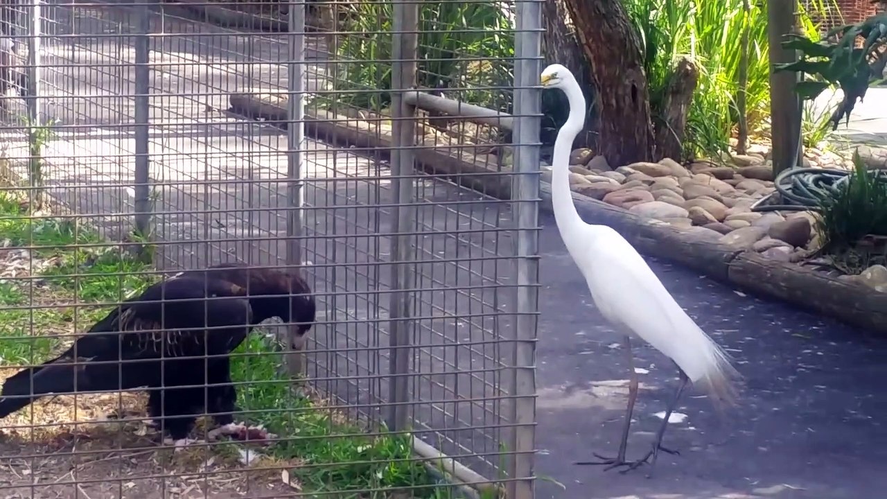 Un oiseau très intelligent attire un autre oiseau pour le capturer