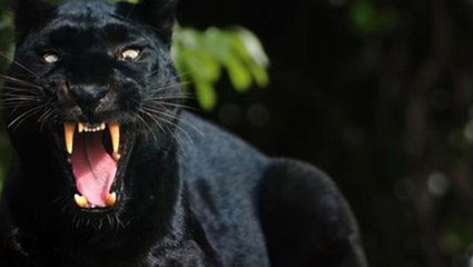 İngiltere'de korku yaratan hayvan! Vatandaşlara uyarılar yapıldı