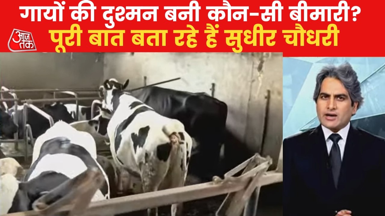 Cattle infected by Lumpy skin virus, many died