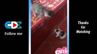 Funny Cat Videos Compilation 2022, Comedy and Entertainment Video, Cat Funny Videos, Funny Videos