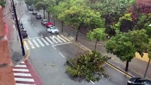 Cae un árbol en Montjuïc (Barcelona)