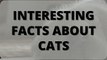 Surprising facts about cats u need to know 