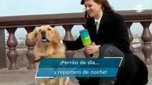 Perro “periodista” roba micrófono a reportera en plena transmisión en vivo