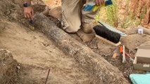 Descubren en Israel un colmillo de elefante de hace medio millón de años