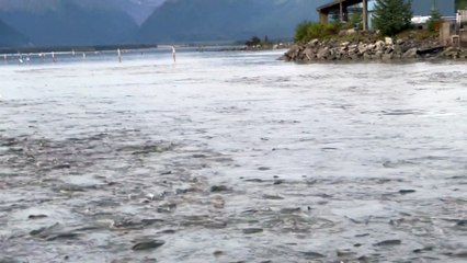Alaskan River is Completely Filled with Salmon
